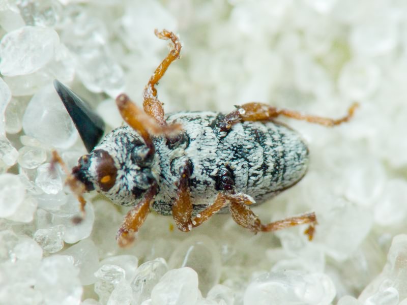 Tychius Germar, 1817